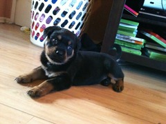 Adopting a puppy