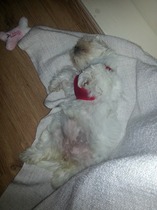 PUPPY NIGHTIME BARKING, HOW TO STOP IT?