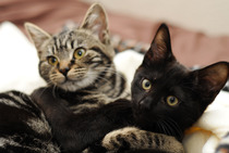 Tell me about cat fostering