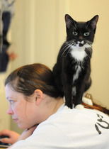 Tell me about cat fostering