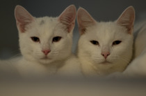 Tell me about cat fostering