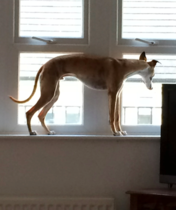 Can someone help us pick a dog?