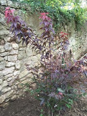 Groundcover to go under new Japanese maples