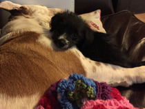 To take the puppy and go to bed?