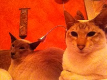 What is the breed of your cat and how smart is it?