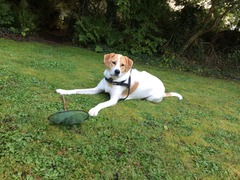 What is my dog's breed?