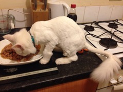 To get cats back end shaved??