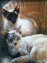 What is the breed of your cat and how smart is it?