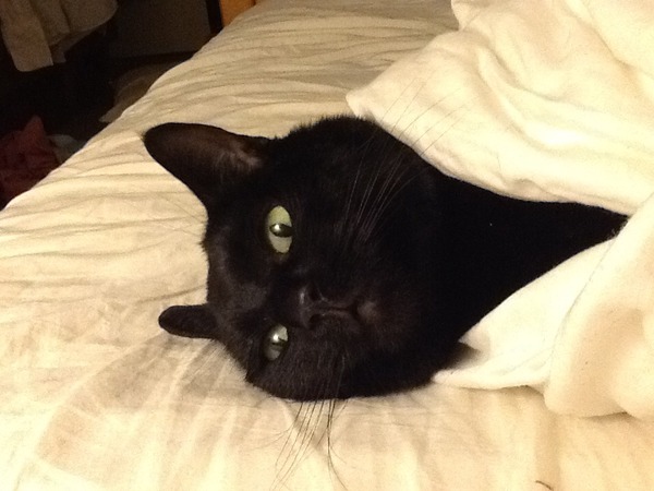 The home of sporn lovers and cunthawks; make sure the ewcm is coming from the right hole and don your capes (but don't put parsley up your chuff!) ... for JUST SHAGGING Part 33