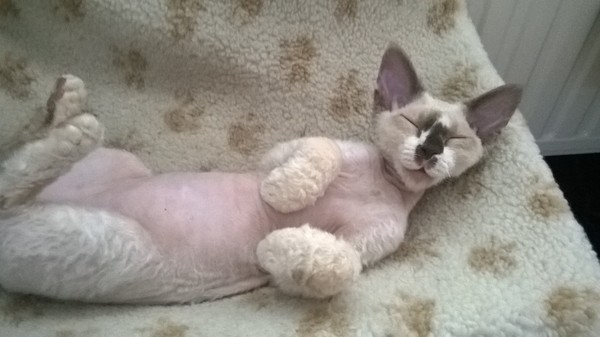 We can have a cat, we can have a cat, DH says we can have a cat!!