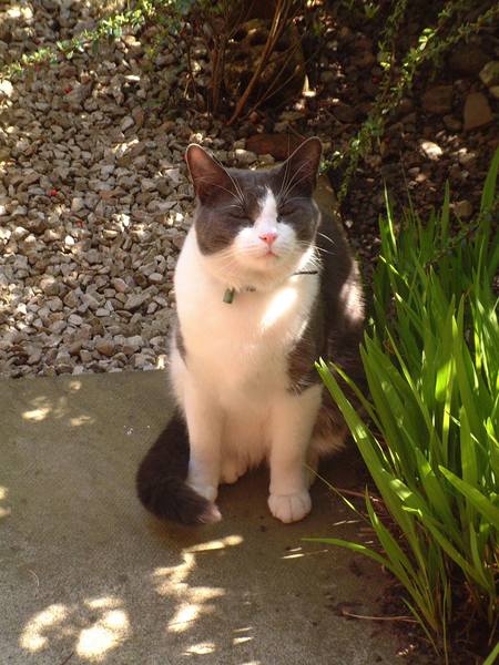 old cat with both thyroid and kidney issues, when to make the decision of being cruel to be kind?