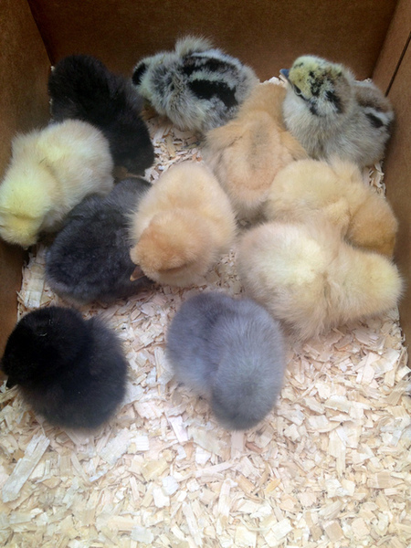 Zombie continues her cancer journey after chemo