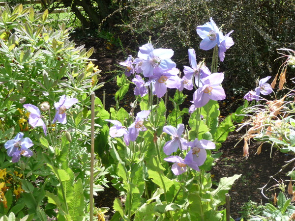 Ever thought of becoming a gardener?