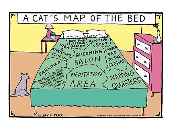 DH didn't 'sleep around' the cat last night. Should I LTB?