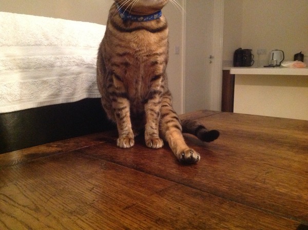 Why is my cat sitting like this?.