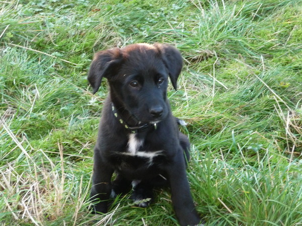 Puppy Parent Support Thread!
