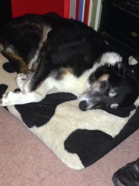 Dog fell, unable to walk