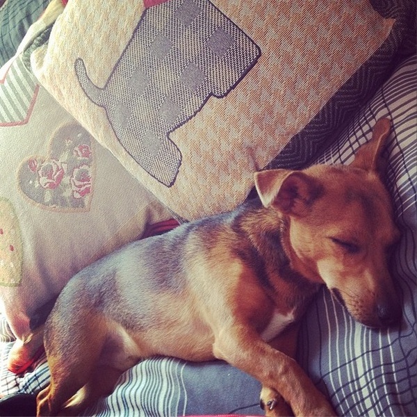 or is my dog?