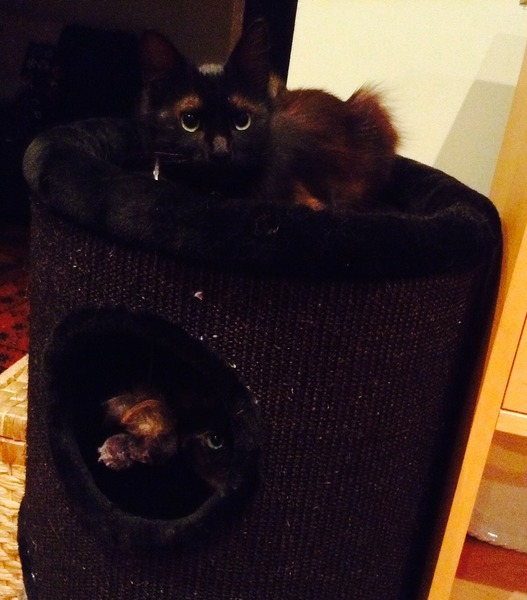 Musing on moggies