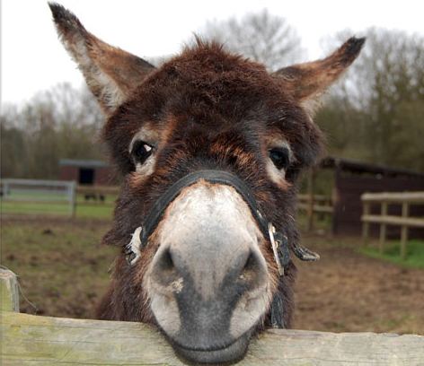Can we have a Mumsnet pet?