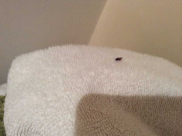 To move rooms so as not to share my pillow with