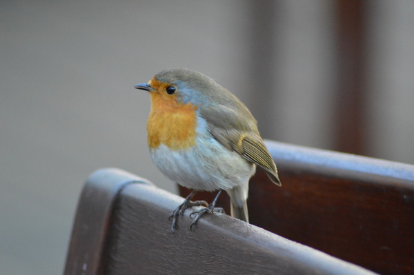 Daily Gratitudes 2014