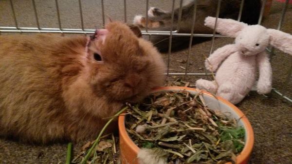 To not bother with rabbit insurance