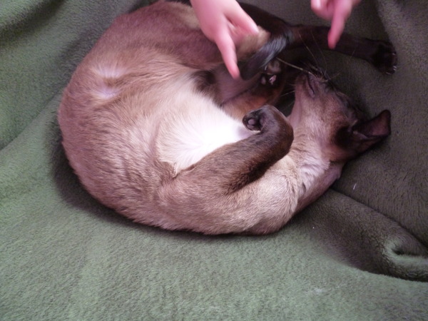 We can have a cat, we can have a cat, DH says we can have a cat!!