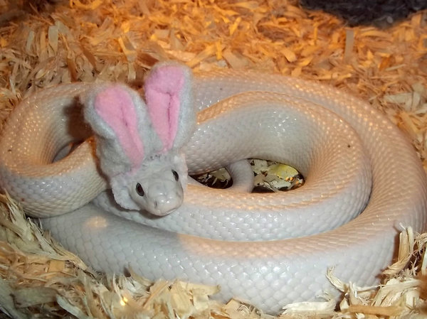 Can we have a Mumsnet pet?