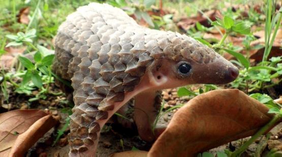 The Brave Babes Battle Bus - Kicking The Wicked Wine Witch Where It Hurts! Mwahahahahahahaha!