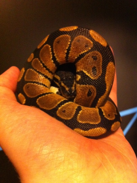 Hockey, Dokey: OPTober is here! OPT-in, OPT out, shed it all about.