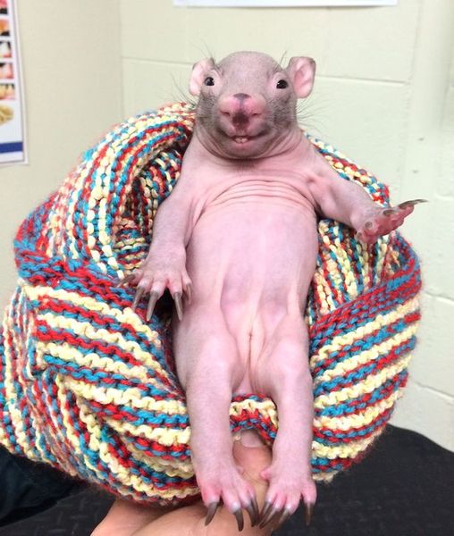 Can we have a Mumsnet pet?