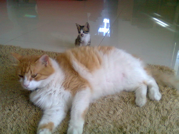 For thinking that this is just a bloody cat?