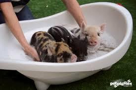 Can we have a Mumsnet pet?