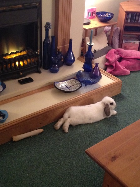 To not bother with rabbit insurance