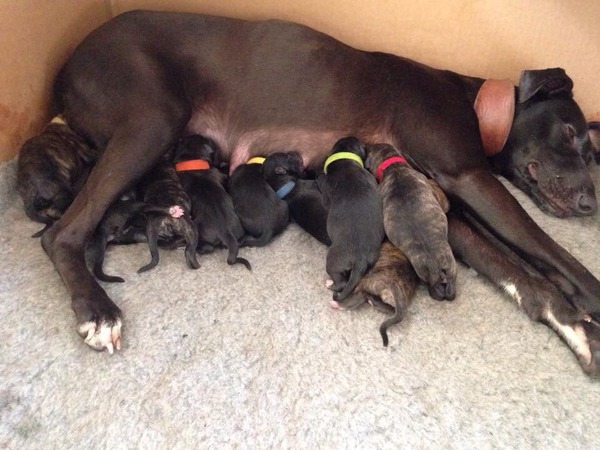 Help - a Lovely but heavily pregnant Lurcher turned up at my door today