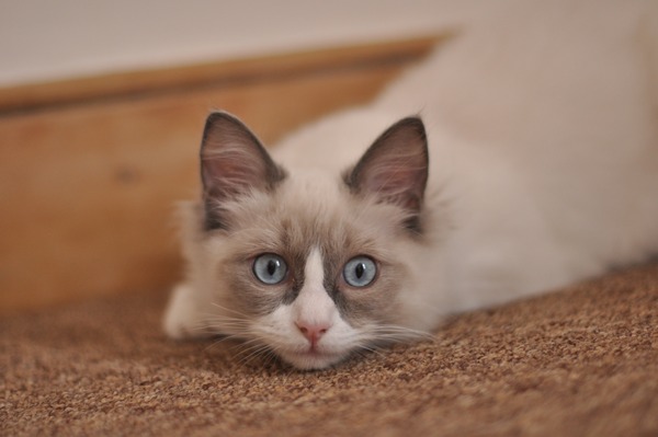 Should I get my Ragdoll kitten used to baths? Cute kitten pic too!