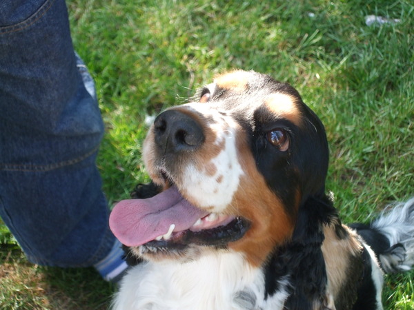 Sprocker, Cocker, springer or King Charles?