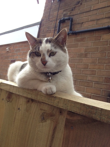 Somebody's just phoned up about my missing cat.