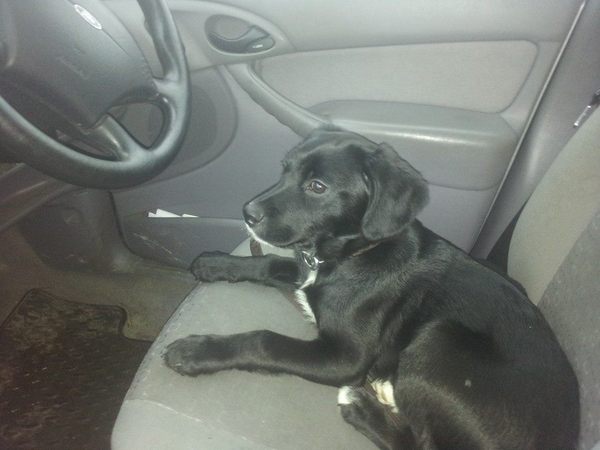 or is my dog?