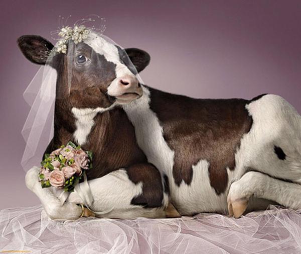 Why would someone ask to renew wedding vows so ‘early’ in marriage