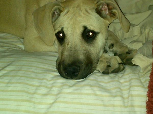 or is my dog?