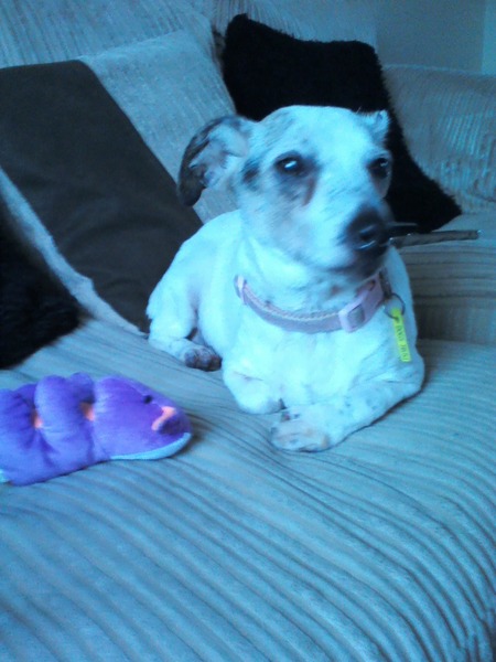or is my dog?