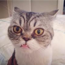 Can we have a Mumsnet pet?