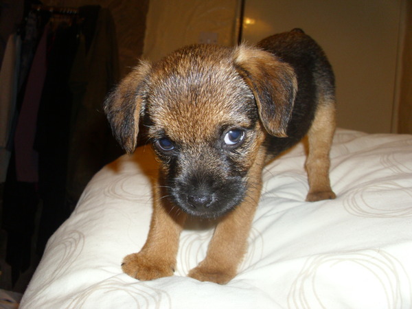 or is my dog?