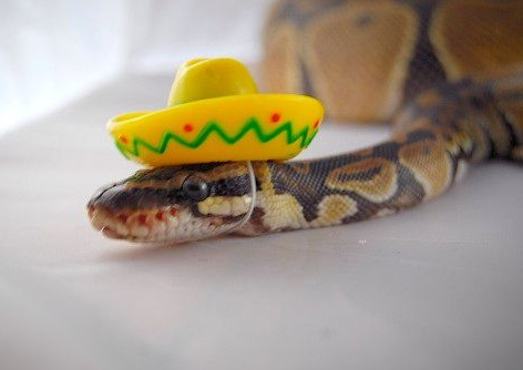 Can we have a Mumsnet pet?