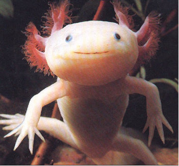 Can we have a Mumsnet pet?