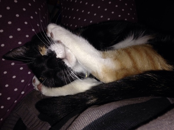 The home of sporn lovers and cunthawks; make sure the ewcm is coming from the right hole and don your capes (but don't put parsley up your chuff!) ... for JUST SHAGGING Part 33