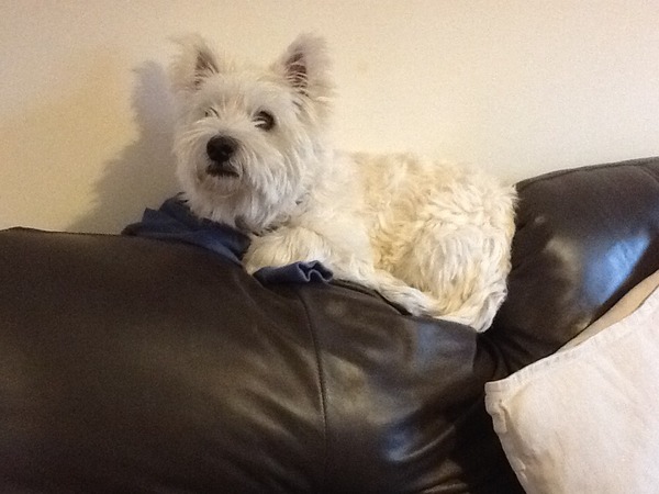 or is my dog?