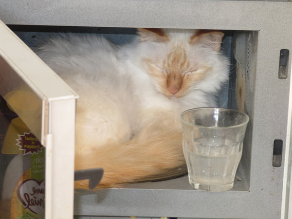 Stressed cat? (Sorry, bit long)